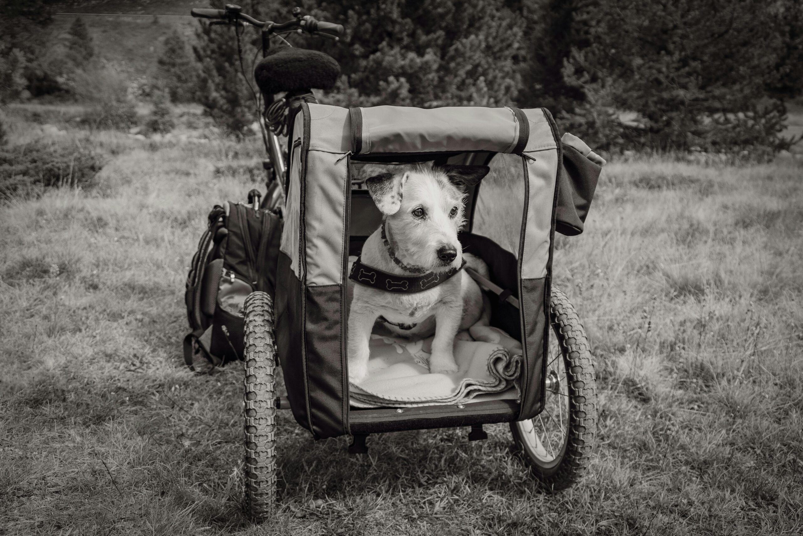 Un perro en un remolque de bicicletas.
